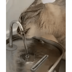 にゃんみずから水を飲む猫